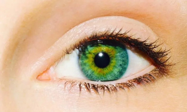 Oculax