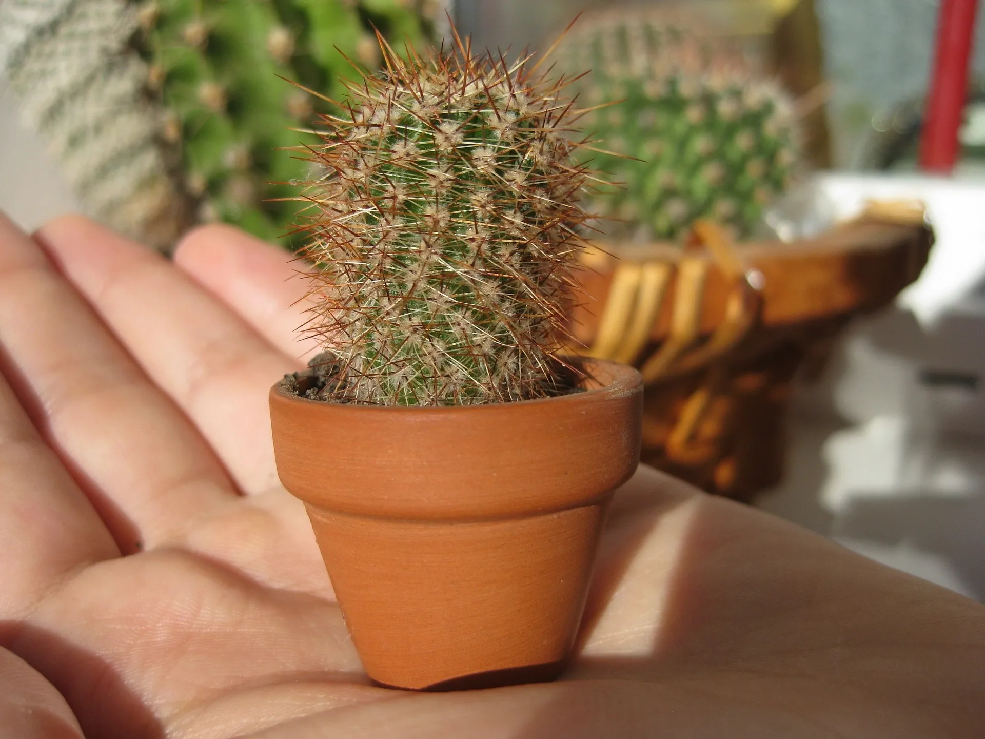 Proctowell : compozitie numai ingrediente naturale.
